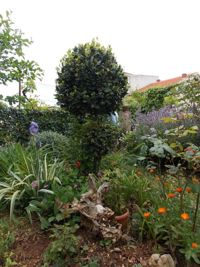 וודיצה Apartment Ivana מראה חיצוני תמונה